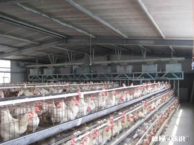 2020下半年养鸡行情怎么样，入场吗