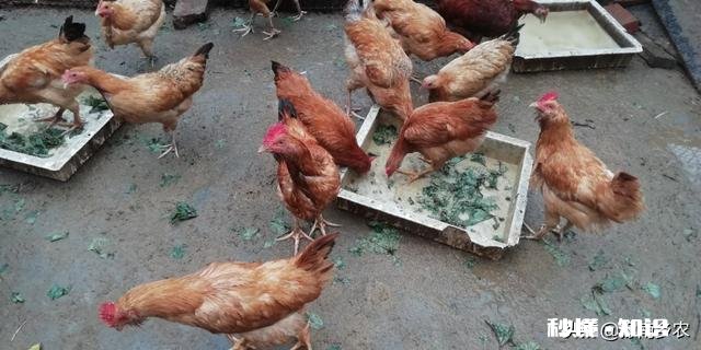 2020下半年养鸡行情怎么样，入场吗