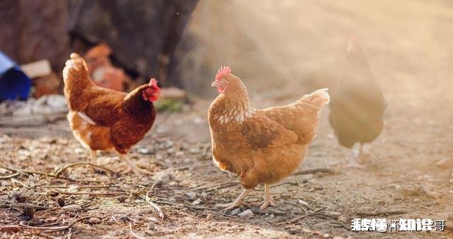 2020下半年养鸡行情怎么样，入场吗