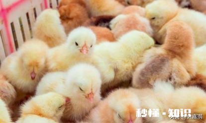 2020下半年养鸡行情怎么样，入场吗