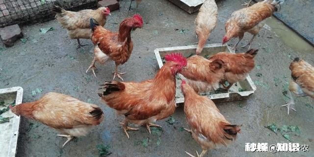 2020下半年养鸡行情怎么样，入场吗