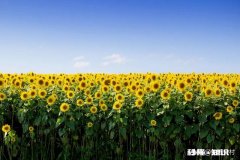 向日葵长毒根草用什么农药