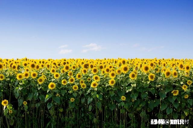 向日葵长毒根草用什么农药