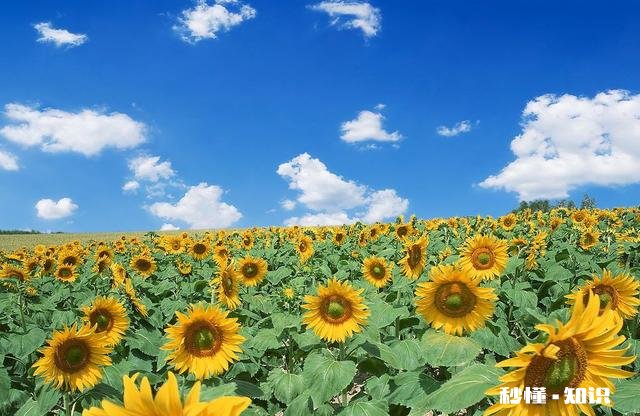 向日葵长毒根草用什么农药