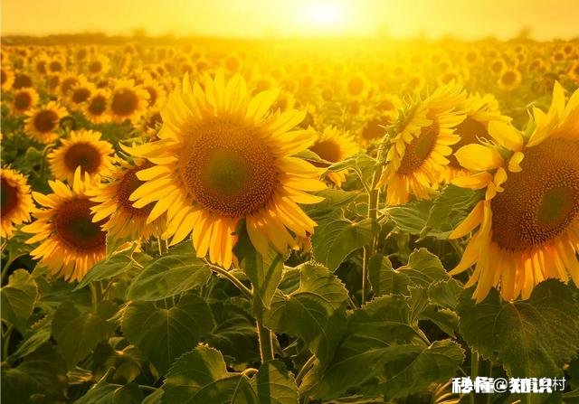 向日葵长毒根草用什么农药