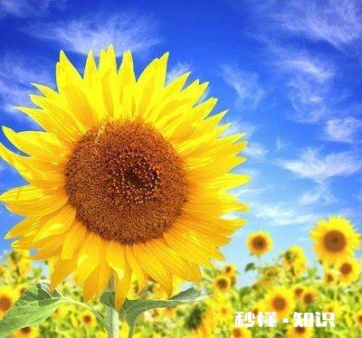 向日葵长毒根草用什么农药