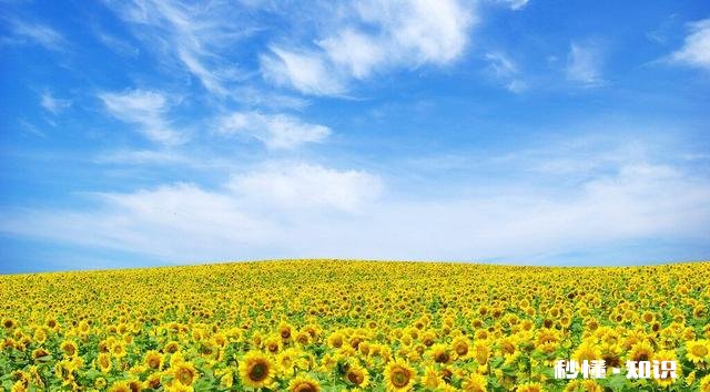 向日葵长毒根草用什么农药