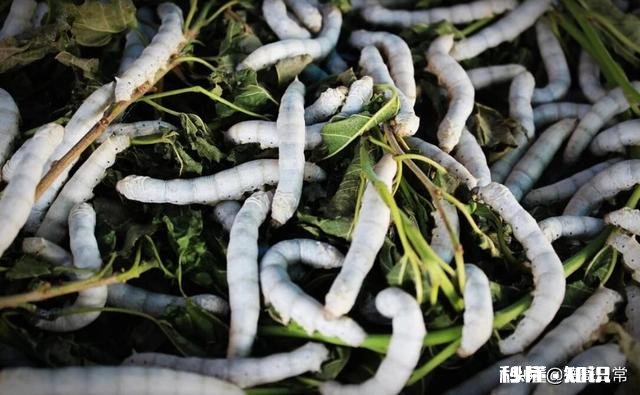 农村俗语：“竹笋秤杆长，孵蚕勿问娘。”如何理解