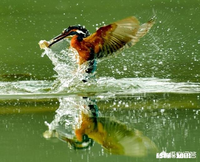 农村俗语：“竹笋秤杆长，孵蚕勿问娘。”如何理解