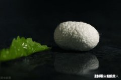 农村俗语：“竹笋秤杆长，孵蚕勿问娘。”如何理解