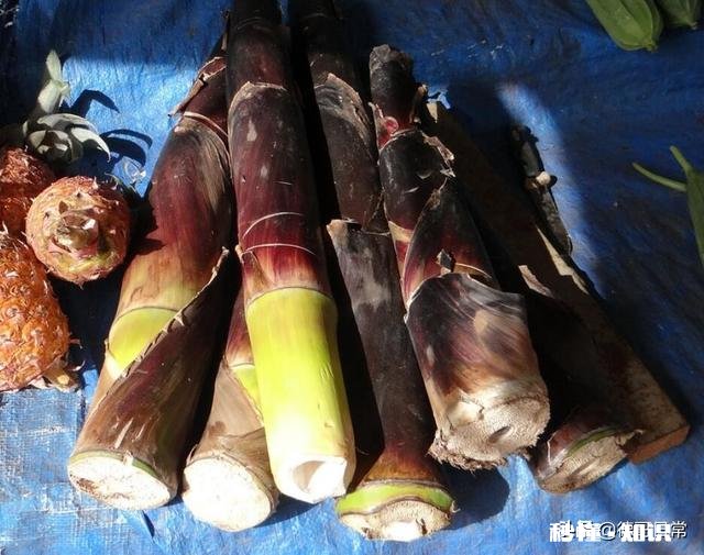 农村俗语：“竹笋秤杆长，孵蚕勿问娘。”如何理解