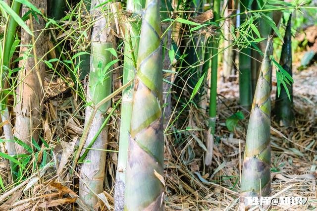 农村俗语：“竹笋秤杆长，孵蚕勿问娘。”如何理解