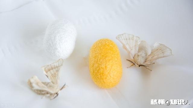 农村俗语：“竹笋秤杆长，孵蚕勿问娘。”如何理解