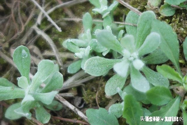 附地区 清明时节，能晒一下你包的清明粿吗，各地都有啥不同
