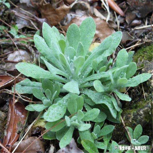 附地区 清明时节，能晒一下你包的清明粿吗，各地都有啥不同