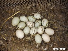 发展农村电商，需要准确处理好哪几个关系