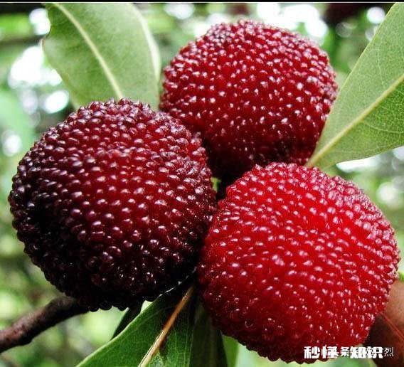 人生理想和绝美爱情二选一，你会选择什么