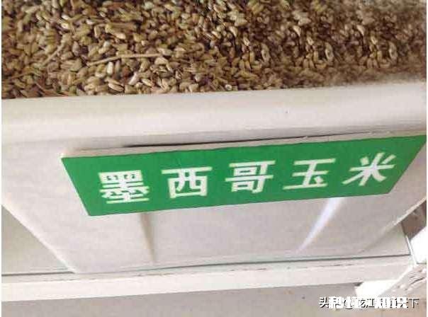 墨西哥玉米草怎样过冬