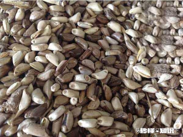 墨西哥玉米草怎样过冬