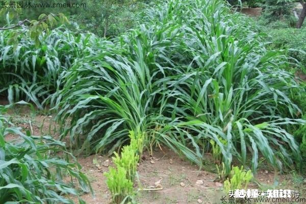 墨西哥玉米草怎样过冬