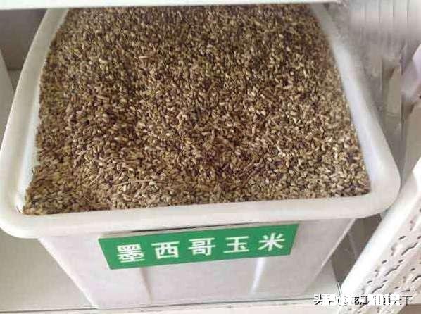 墨西哥玉米草怎样过冬