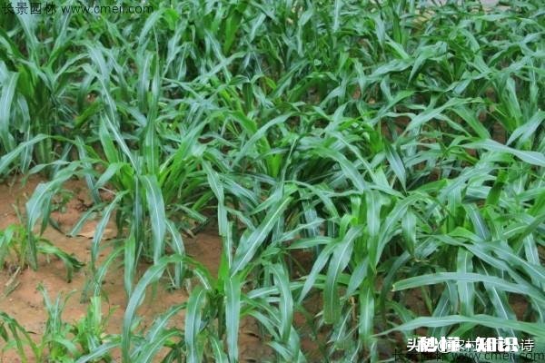 墨西哥玉米草怎样过冬