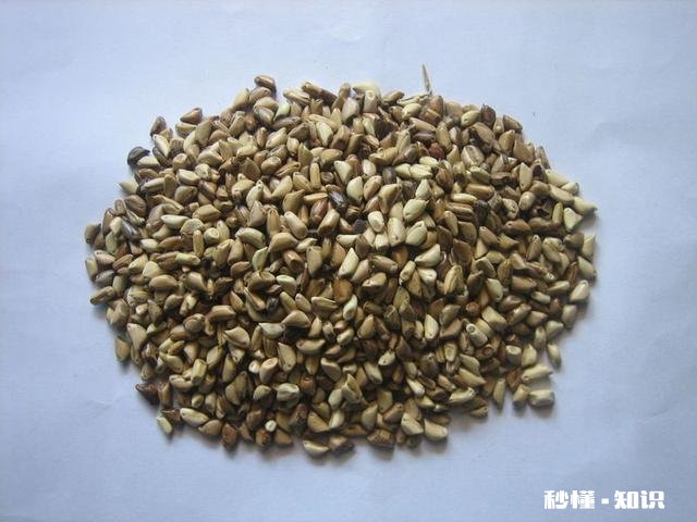 墨西哥玉米草怎样过冬