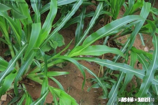 墨西哥玉米草怎样过冬