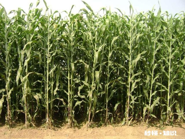墨西哥玉米草怎样过冬