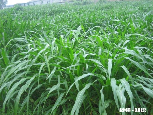 墨西哥玉米草怎样过冬