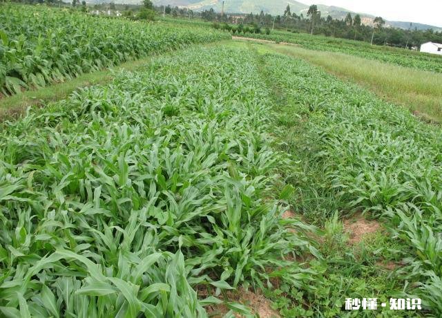 墨西哥玉米草怎样过冬