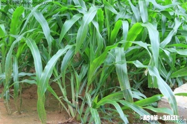 墨西哥玉米草怎样过冬