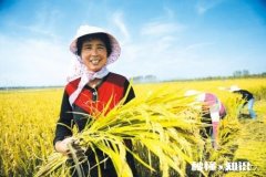 为什么市场经济一斤粮食价格不如一瓶水值钱！关键在哪里