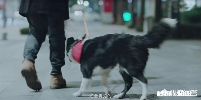 《动物管理局》演完了，好看吗是否期待第二季呢