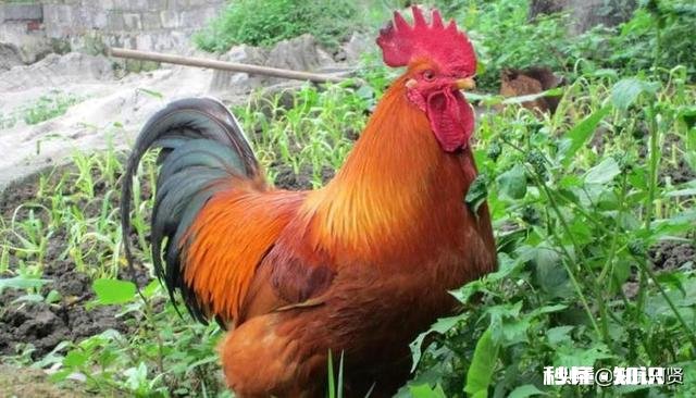 广东人为什么不吃公鸡