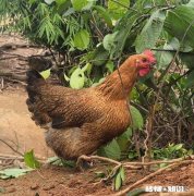 广东人为什么不吃公鸡