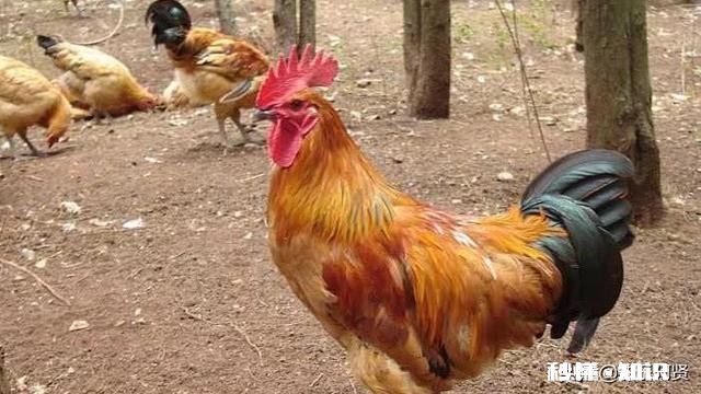 广东人为什么不吃公鸡