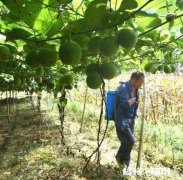 罗汉果怎么种植和管理