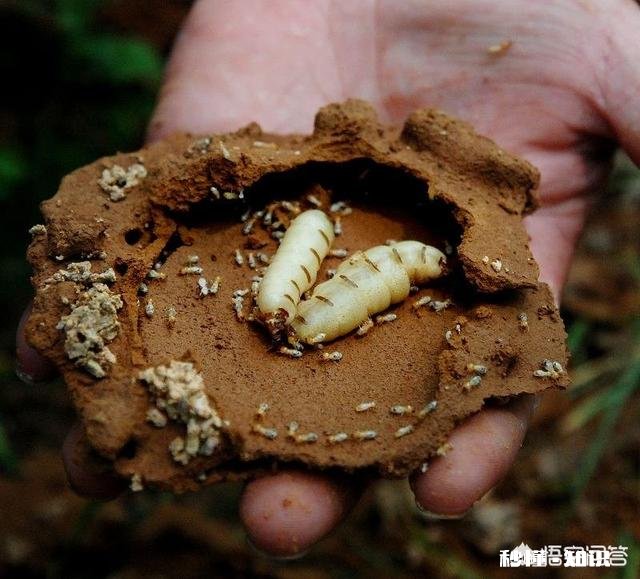 一句话证明你的吃货本质可以吗