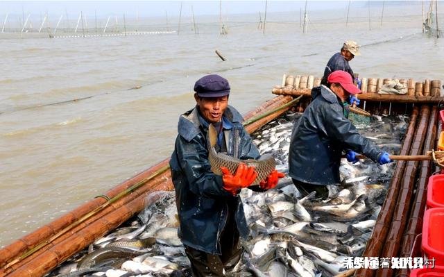 今年鱼价会大涨吗