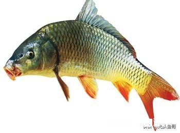 今年鱼价会大涨吗