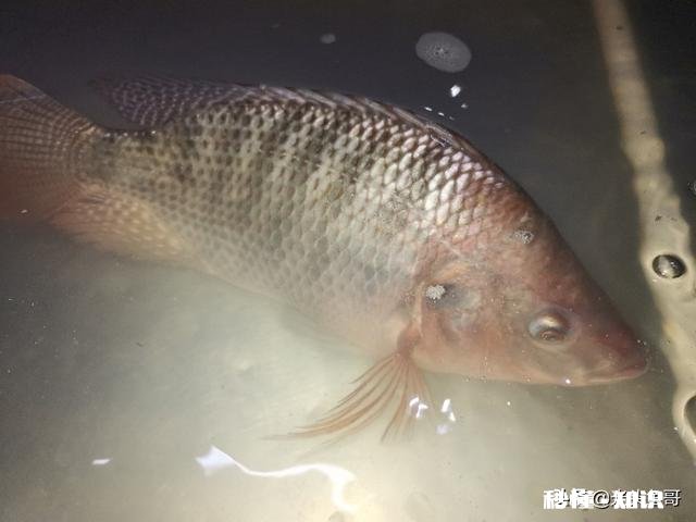今年鱼价会大涨吗