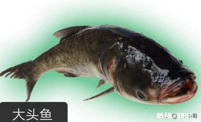 今年鱼价会大涨吗