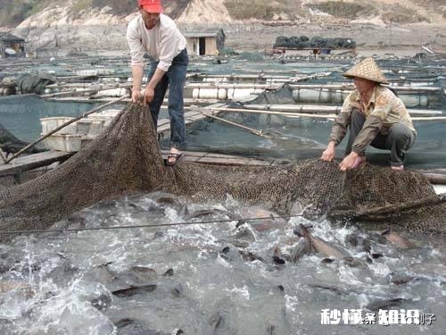 今年鱼价会大涨吗