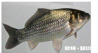 今年鱼价会大涨吗