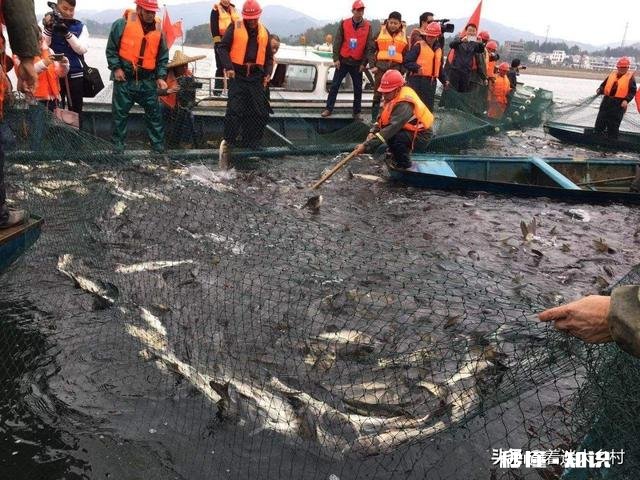 今年鱼价会大涨吗