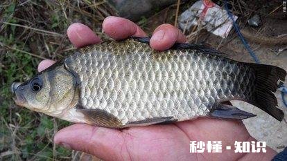 今年鱼价会大涨吗