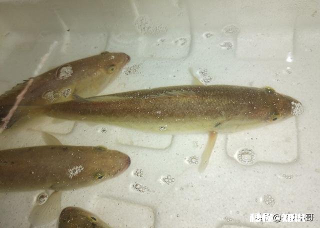 今年鱼价会大涨吗