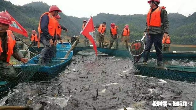今年鱼价会大涨吗