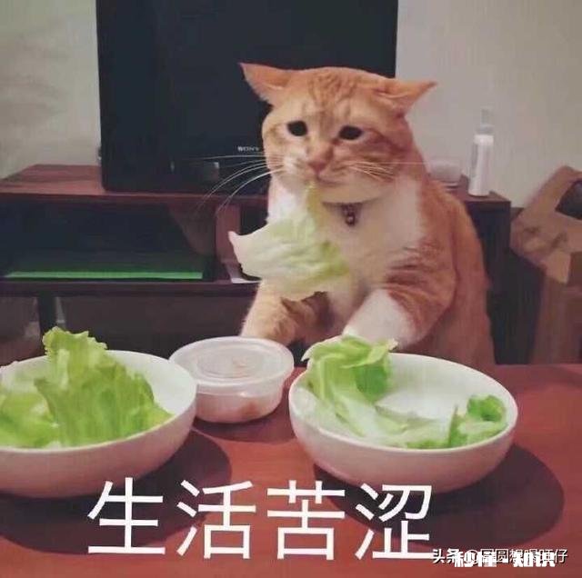 有没有可爱表情包推荐